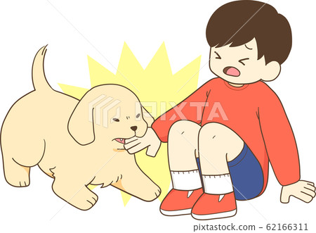 Golden Retriever puppy (human kid bites hand by puppy) Golden Retriever puppy (human kid bites hand by puppy) 62166311