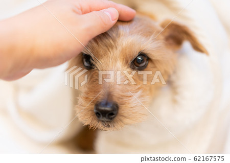 諾福克梗裹在毯子裡 諾福克梗裹在毯子裡 62167575