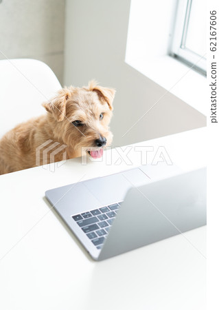 Norfolk Terrier dog looking at a computer 62167606