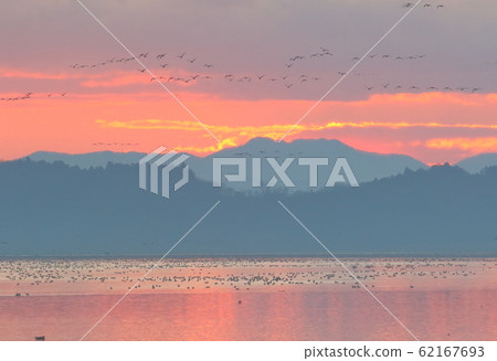 伊豆沼的早晨 伊豆沼的早晨 62167693