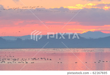 伊豆沼的早晨 62167695