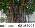 Hawaii's Banyan Tree 62168003