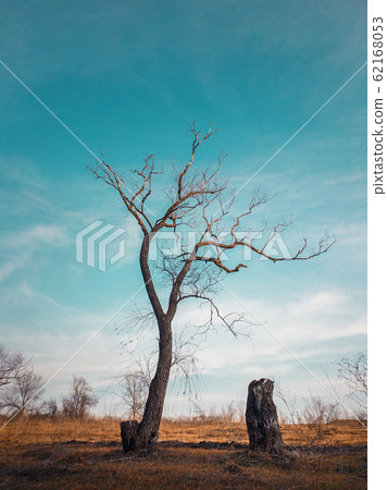 Dramatic scene, barren lonely tree on the autumn 62168053