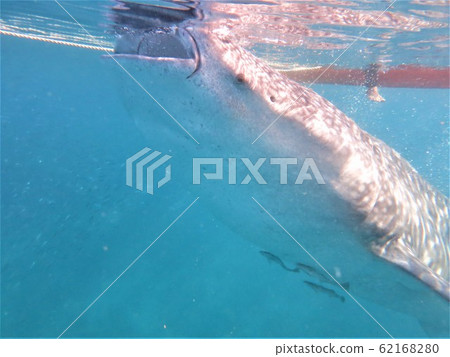 Swim with whale shark tour Bohol, Philippines Swim with whale shark tour Bohol, Philippines 62168280