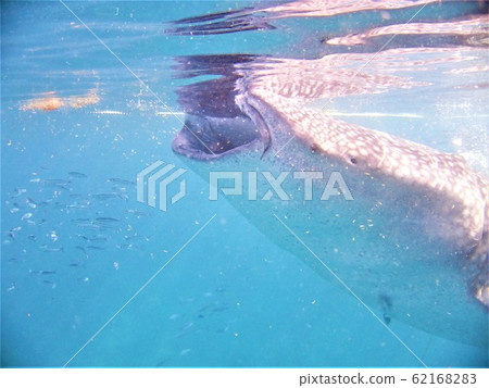 Swim with whale shark tour Bohol, Philippines Swim with whale shark tour Bohol, Philippines 62168283