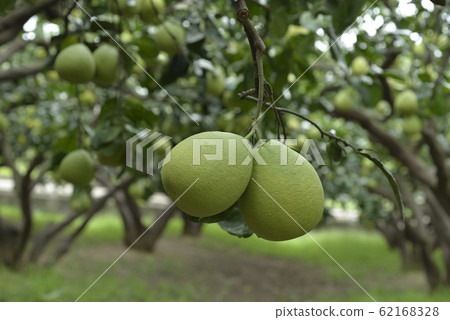 Wendan, Mid-Autumn Festival, grapefruit tree, grapefruit, orchard, fruit Wendan, Mid-Autumn Festival, grapefruit tree, grapefruit, orchard, fruit 62168328