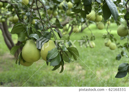 文旦,中秋節,柚子樹,柚子,果園,水果 62168331