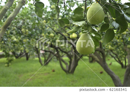 文旦,中秋節,柚子樹,柚子,果園,水果 62168341