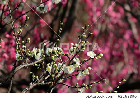  Bairin風景：上：山田池公園 62168890