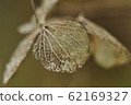 Photograph of hydrangea petals that withered and left only flower veins 62169327