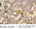 Photo of plum blossoms and white-eye 62169677
