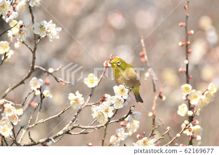 梅花和白眼照片 梅花和白眼照片 62169677