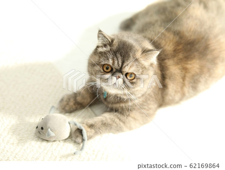 異國情調的短髮 異國情調的短髮 62169864