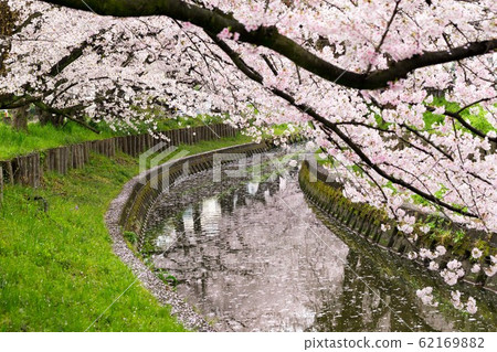 [Saitama Prefecture] A row of cherry blossom trees on the Shingashi River in Kawagoe City 62169882