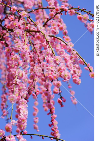 Irodied plum 2 Irodied plum 2 62170990