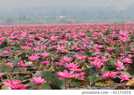 Nonhan湖蓮花 62171059
