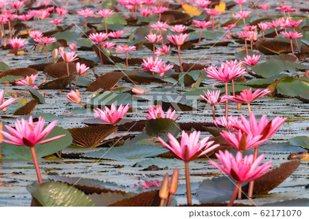 Lotus flower of Lake Nonhan 62171070