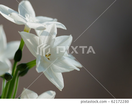 Beautiful paper white daffodils Beautiful paper white daffodils 62172280