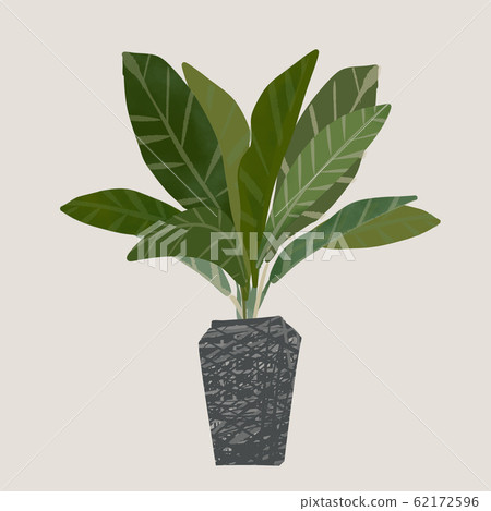 室內植物盆栽植物葉子 室內植物盆栽植物葉子 62172596