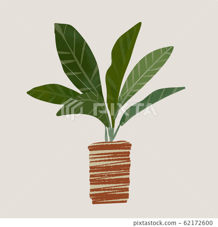 室內植物盆栽植物巴豆 室內植物盆栽植物巴豆 62172600