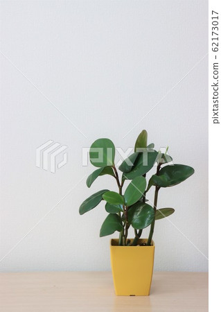 Houseplant (peperomia) Houseplant (peperomia) 62173017
