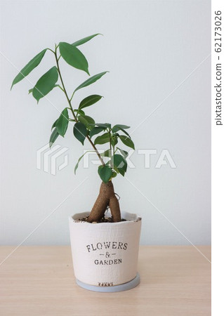Houseplant (Gazumar) Houseplant (Gazumar) 62173026