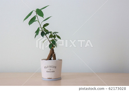 室內植物(Gazumar) 室內植物(Gazumar) 62173028