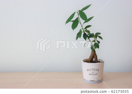 室內植物(Gazumar) 室內植物(Gazumar) 62173035