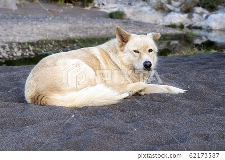 white wolf dog while looking at you 62173587