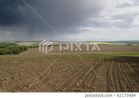 Close up to the agriculture field in the storm Close up to the agriculture field in the storm 62173984