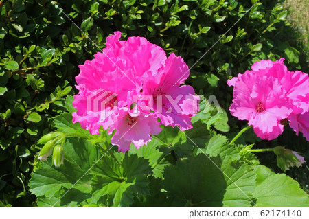 Pelargonium Pelargonium 62174140
