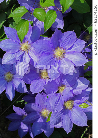 Clematis 62174156