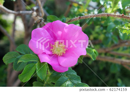 Hamanus flowers 62174159