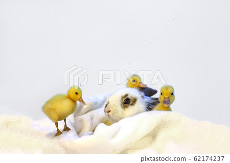 Baby rabbit and three ducklings 62174237