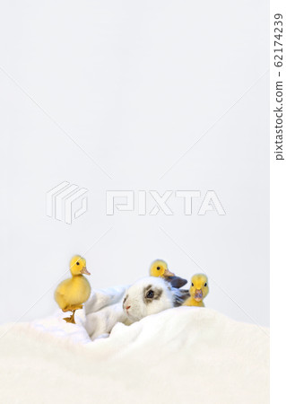 Baby rabbit and three ducklings 62174239