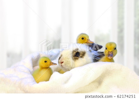 小兔子和三隻小鴨 62174251