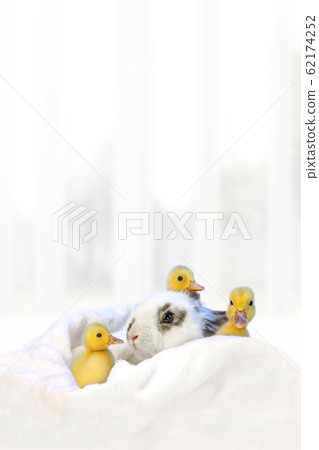 小兔子和三隻小鴨 62174252