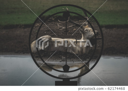 White deer in the hunter's crosshair 62174468
