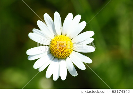 Daisies (Leucanthemum vulgare) 62174543