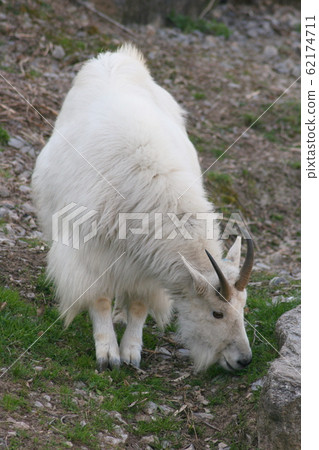 Mountain Goat 62174711