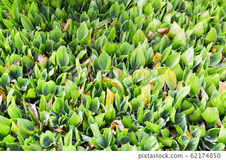 Texture of green fresh young plant sprouts 62174850