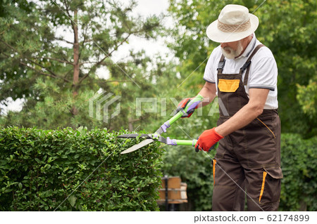 Smiling senior man cutting overgrown bushes. 62174899