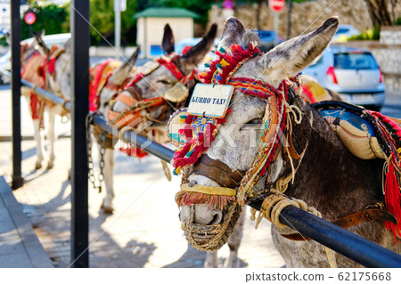 Donkey taxi in Mijas 62175668