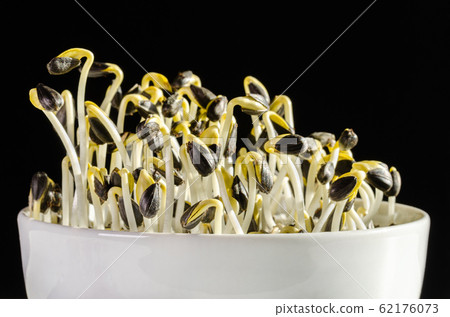 Sunflowers sprouting in a white bowl on black background. Front view of sprouts and microgreen of Helianthus annuus, the common sunflower. Edible seedlings and young plants. Macro food photo closeup. 62176073