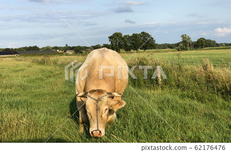Huge bull cow grazing on a farmfield 62176476
