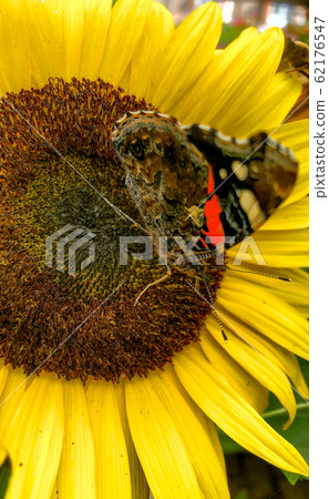 Butterfly on a flower Butterfly on a flower 62176547