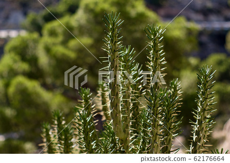 Close up cactus with sharp spines outdoors Close up cactus with sharp spines outdoors 62176664