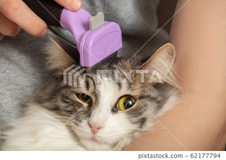 woman grooming cat woman grooming cat 62177794