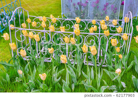 Flower Bed with Tulips 62177903