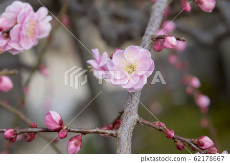 Plums from Hofu Tenmangu Shrine 62178667